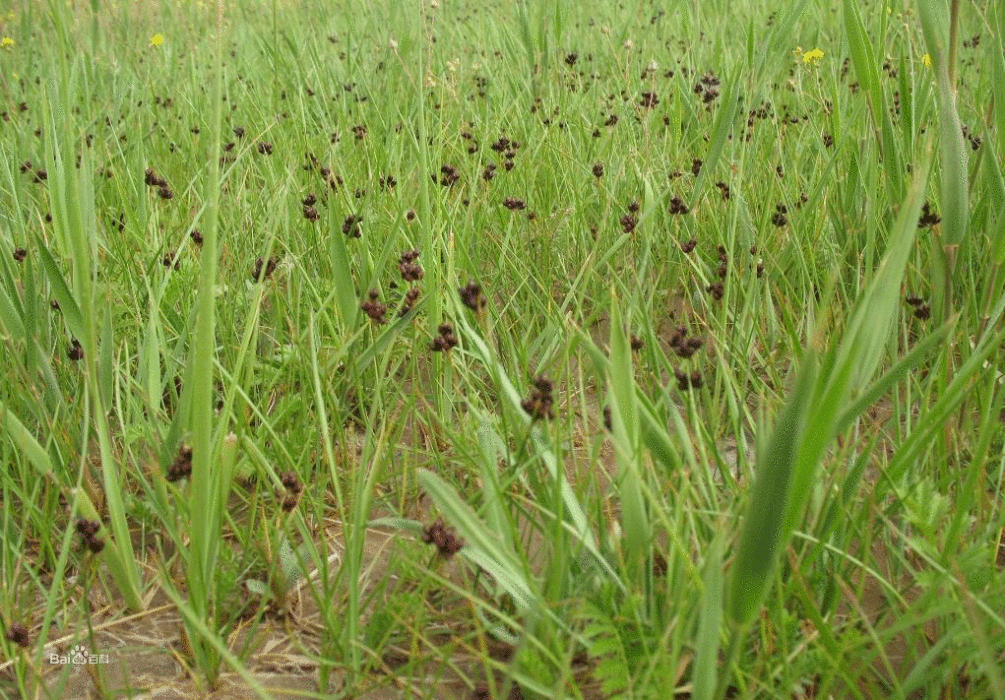 小穗苔草