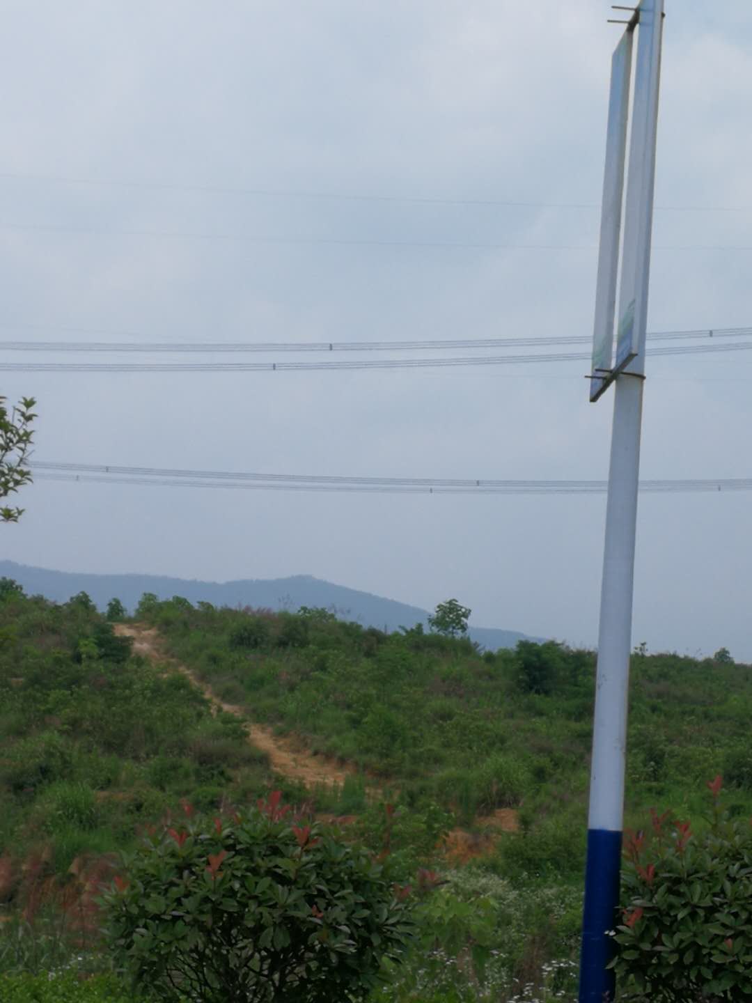 魯老屋後山藍莓基地1