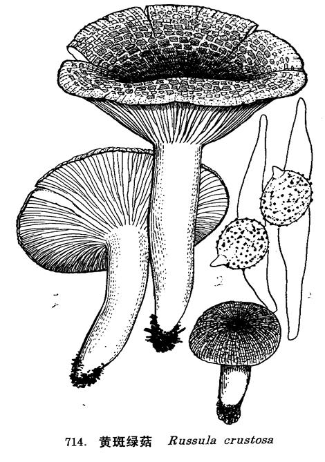 黃斑綠菇