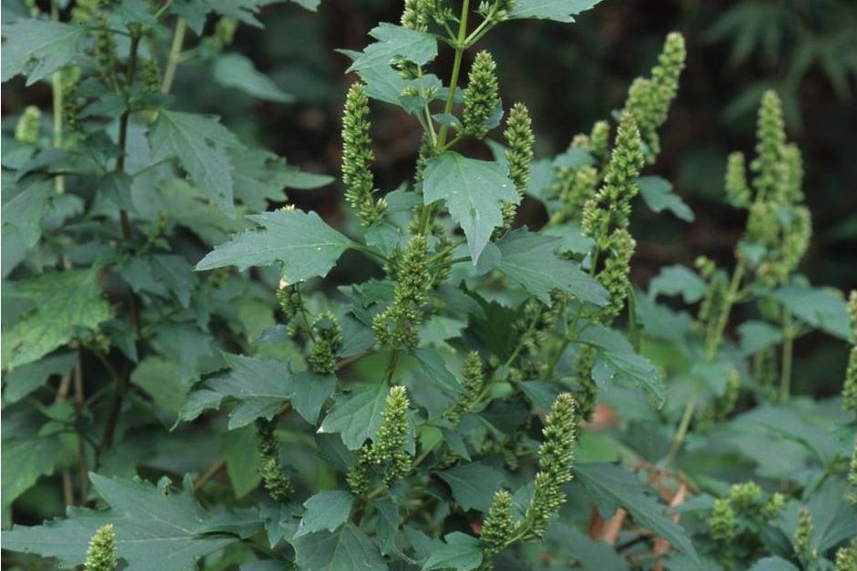 短冠刺蕊草(馬鹿菜)