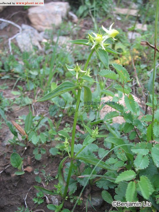 花錨