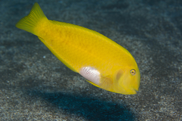 聖連鰭唇魚