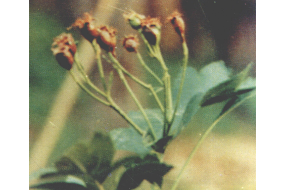 山楂花腐病