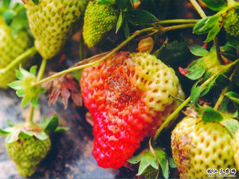 草莓(終極腐霉)