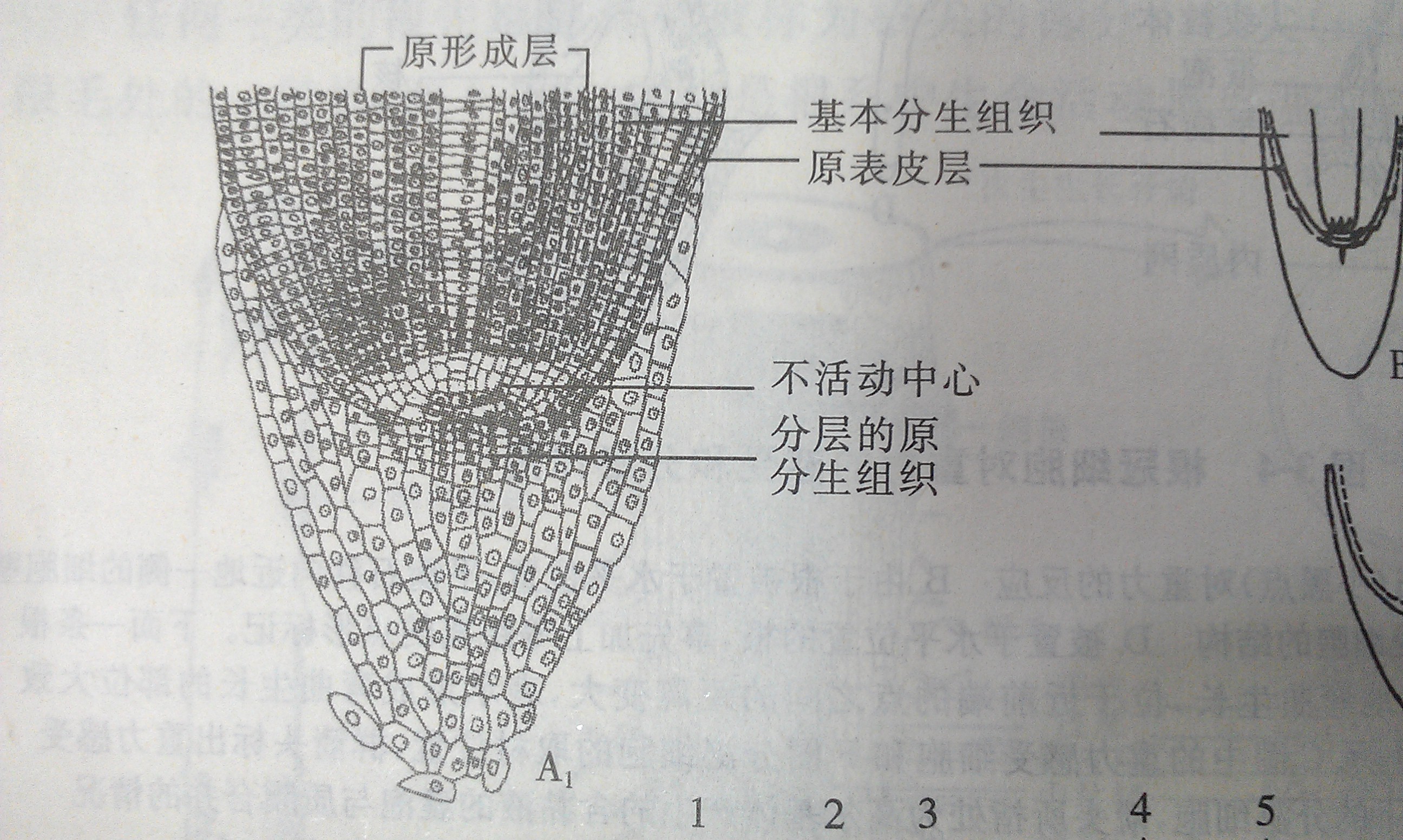 原形成層