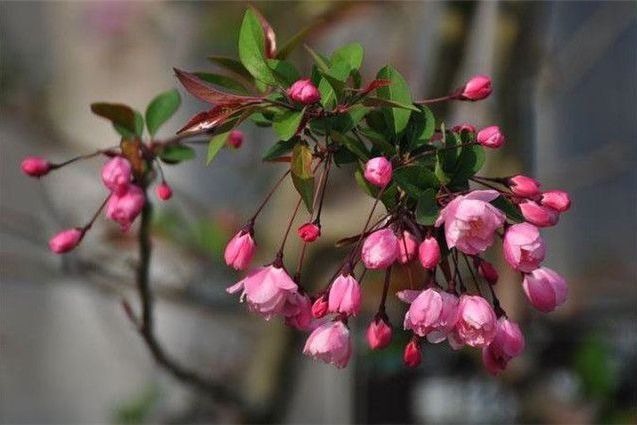 紫花垂枝