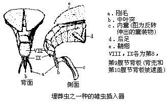 插入器