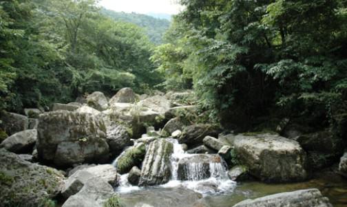 大坂營原始森林景區