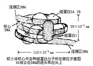 核小體