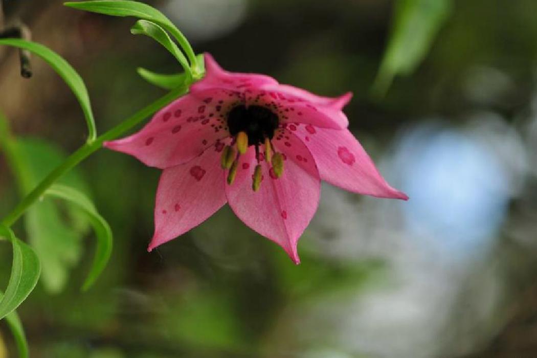 豹子花屬