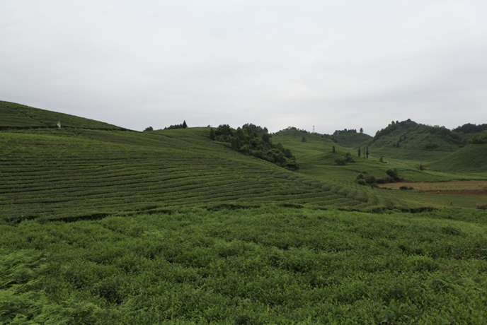 南山華僑茶果場