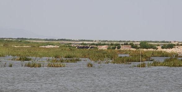 浙江靈崑島東灘濕地