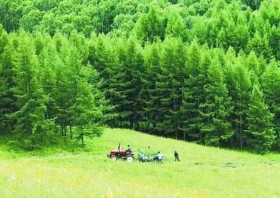 塞罕壩機械林場