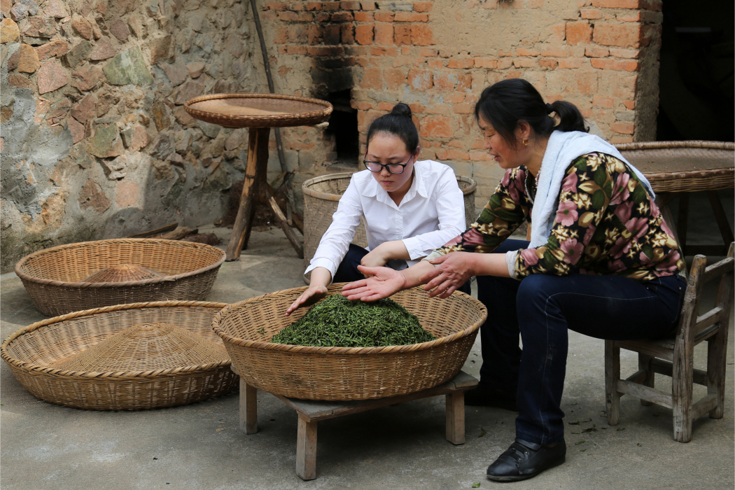 綠茶製作技藝（桐城小花）