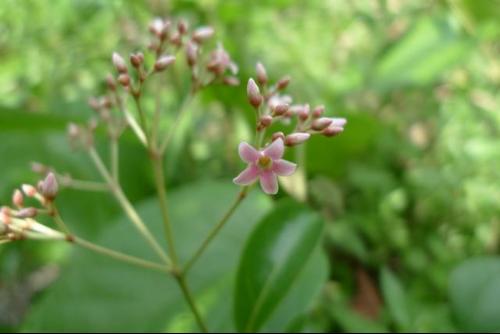 花皮膠藤族