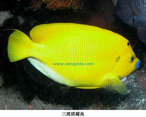 三斑琪蝶魚