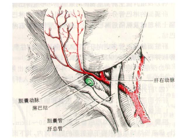 膽囊三角