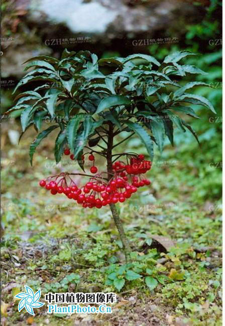 紅涼傘（變種）