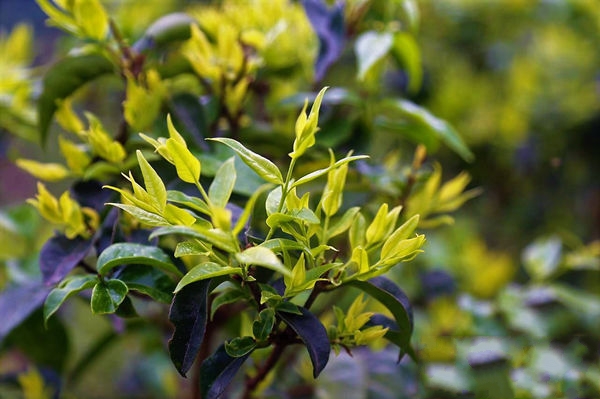 餘慶苦丁茶