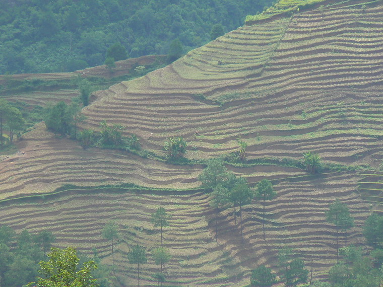 龍馬塘村梯田