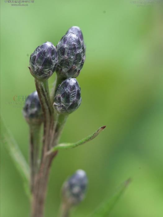 松林風毛菊