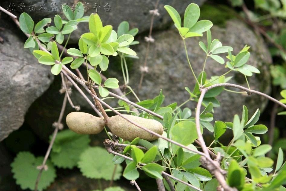 三葉木通夏縣7號