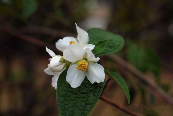 短軸山梅花（變種）