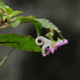 念珠鳳仙花