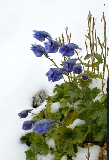 囊距翠雀花