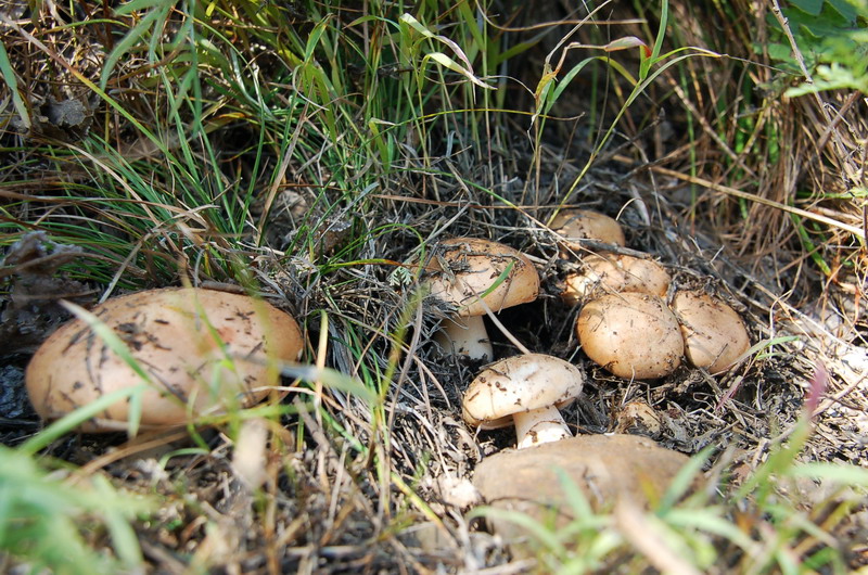 準野生培育