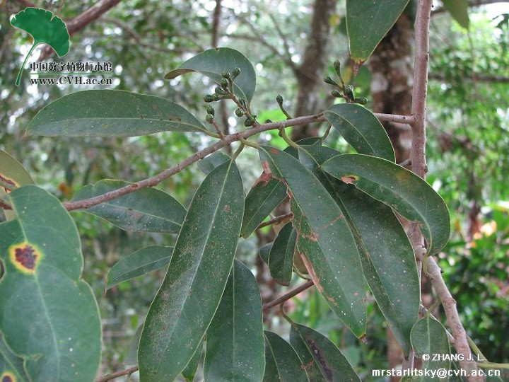 思茅木姜子（變種）