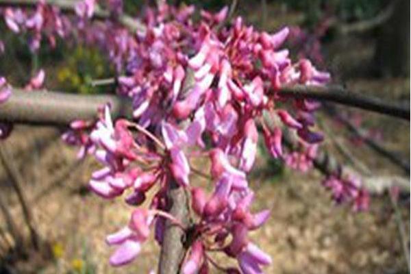 Cercis canadensis \x27Hearts of Gold\x27