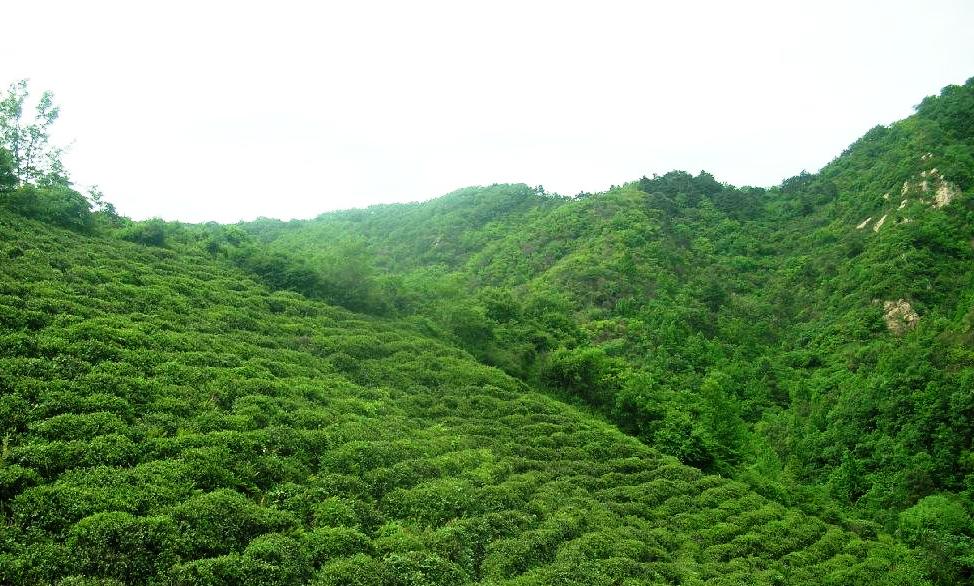 天然茶園