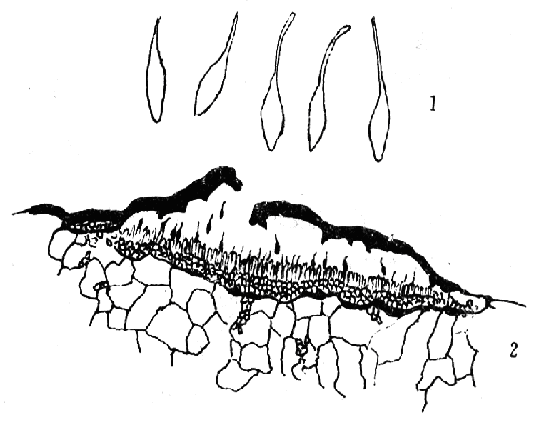 分生孢子座