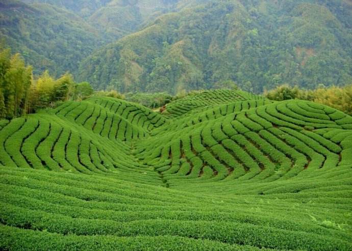 鶴峰茶園