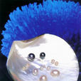 珍珠貝(軟體動物)