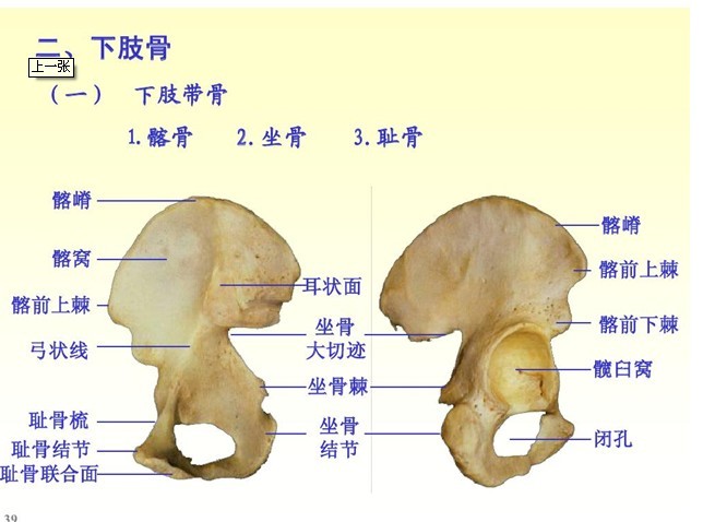 附肢