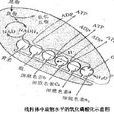 呼出性鹼中毒