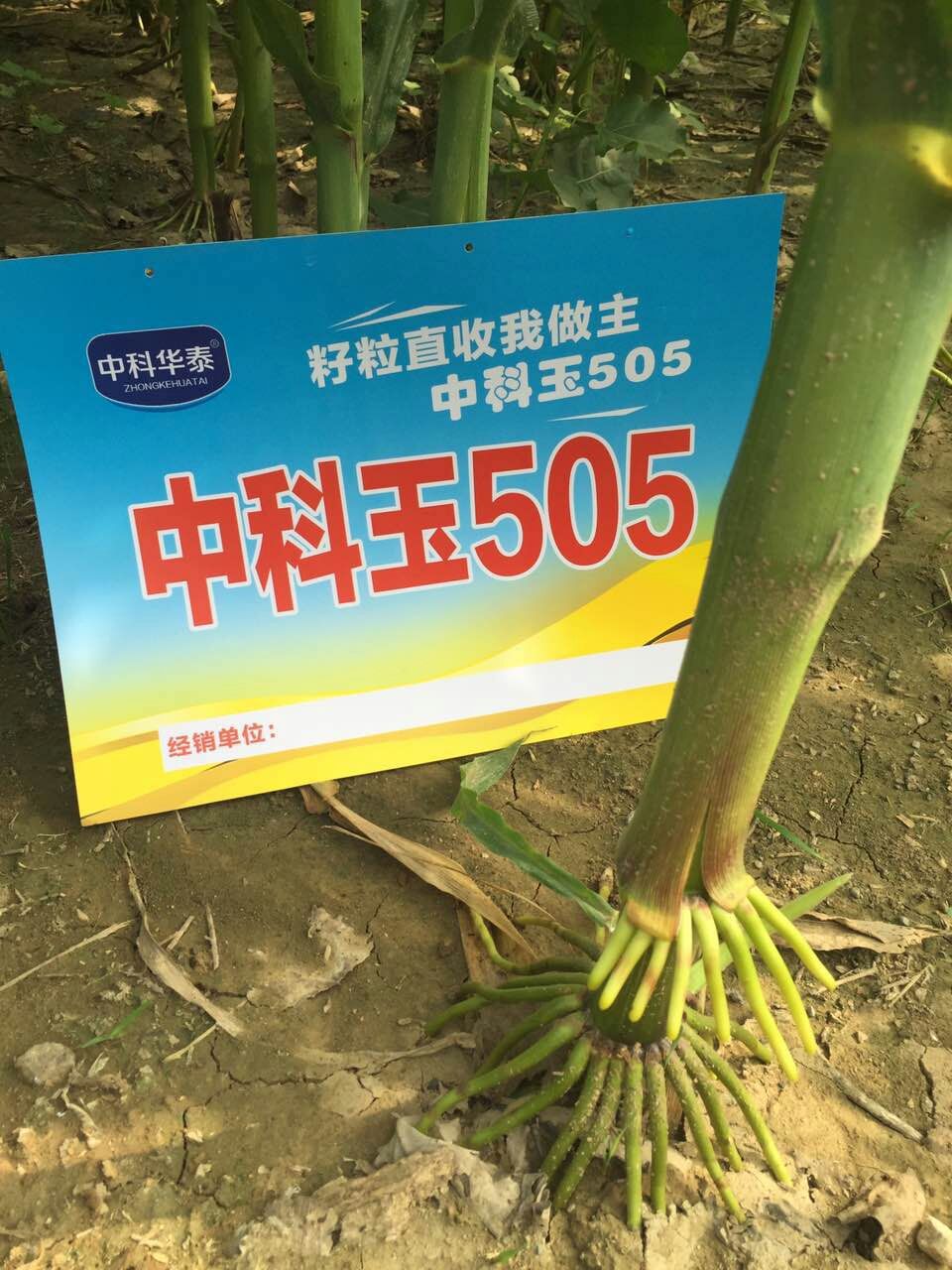 中科玉505