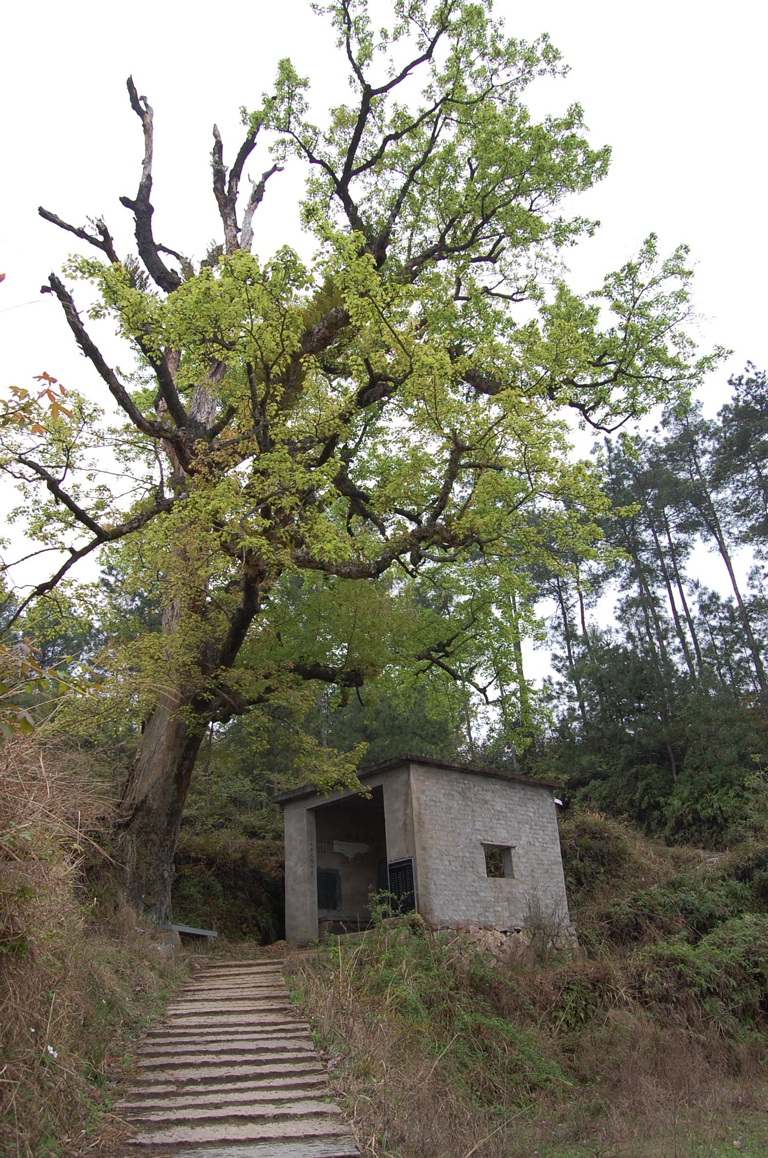 貓狸擂嶺古道