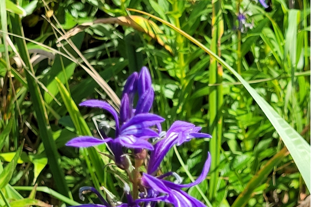 山梗菜(桔梗科半邊蓮屬植物)