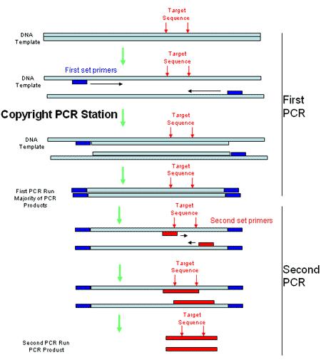 nested PCR