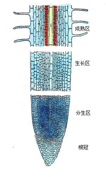 幼根根尖微觀結構圖