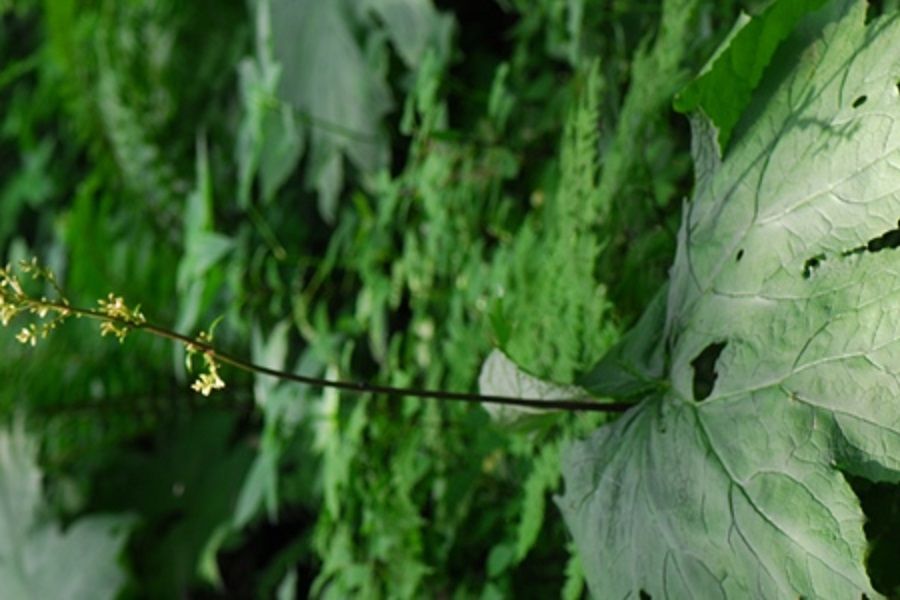 大葉鞘柄菊