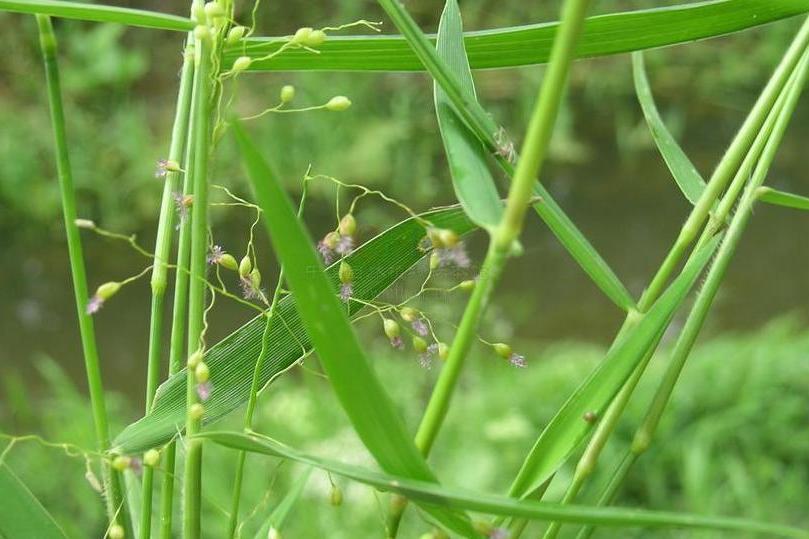 刺毛柳葉箬（原變種）