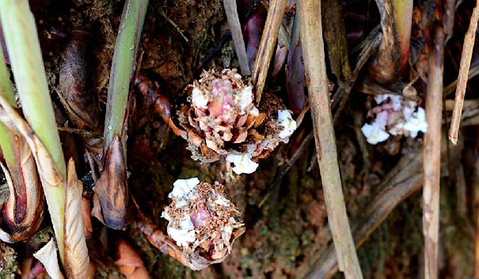 野草果