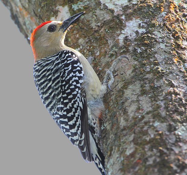 紅冠啄木鳥聖米格爾島亞種