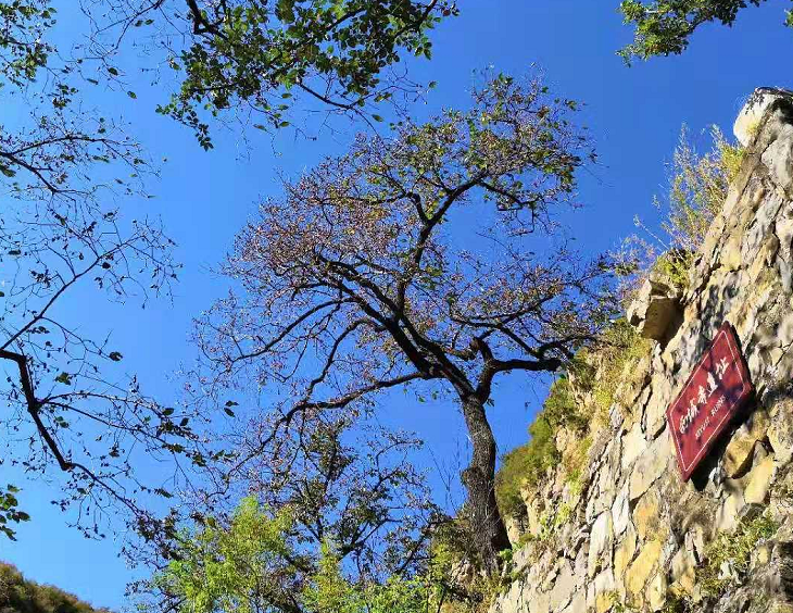 西域寺遺址