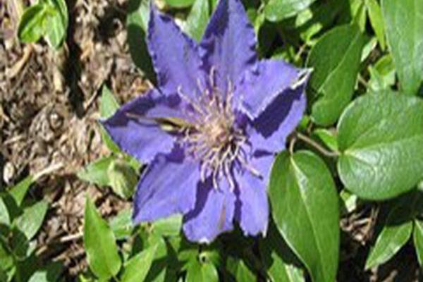 Clematis \x27Evipo030\x27 BIJOU