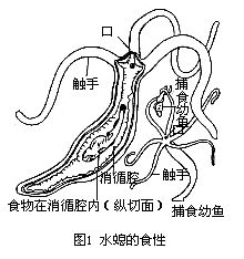 水螅屬